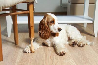 犬との生活に潜む『4つのトラブル』飼い主の不注意が原因で愛犬を危険にさらすことも…
