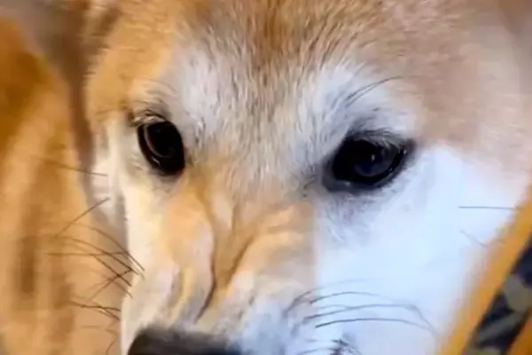 昔、後輩犬に『ブチギレ顔』をしていた犬→現在は…完全に予想外な『態度の変化』が158万表示「愛情表現すごいｗ」「めっちゃ仲良しで尊い」