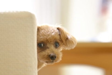 犬が飼い主を『拒んでいる』サイン4つ　避けているかどうかを判断する方法や改善策まで