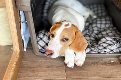 犬が飼い主を『拒んでいる』サイン4つ　避けているかどうかを判断する方法や改善策まで