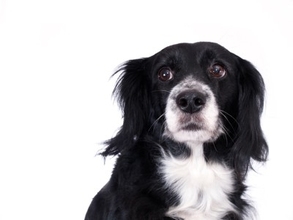 犬に苦痛を与える『優しい虐待』５選　今すぐに改善すべき絶対NG行為まで