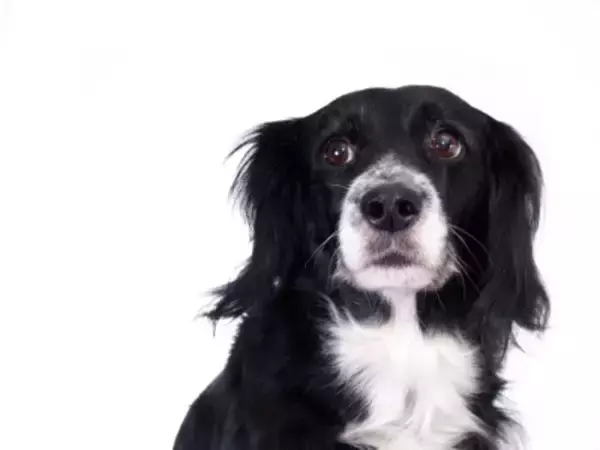 犬に苦痛を与える『優しい虐待』５選　今すぐに改善すべき絶対NG行為まで