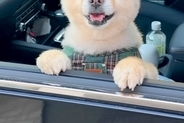 帰省時、犬を連れて行った結果→嬉しくなりすぎて…おじいちゃんおばあちゃんとの『半年ぶりの再会』が28万再生「ニコニコで最高」「可愛い」