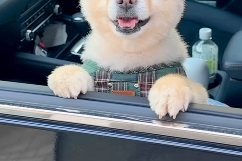 帰省時、犬を連れて行った結果→嬉しくなりすぎて…おじいちゃんおばあちゃんとの『半年ぶりの再会』が28万再生「ニコニコで最高」「可愛い」