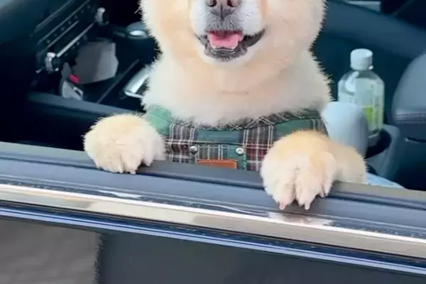 帰省時、犬を連れて行った結果→嬉しくなりすぎて…おじいちゃんおばあちゃんとの『半年ぶりの再会』が28万再生「ニコニコで最高」「可愛い」