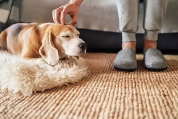 犬が飼い主から『離れようとする』心理6つ　避けられてしまう理由や対処法までご紹介