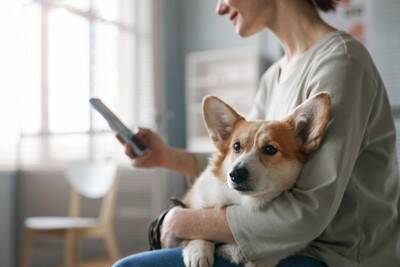 犬が飼い主から『離れようとする』心理6つ　避けられてしまう理由や対処法までご紹介