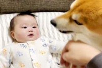 仕事の休憩中『赤ちゃん』と遊んでいたら、犬が…まさかの『いじめられていると勘違い』した光景が36万再生「幸せな空間」「顔がほころんだ」