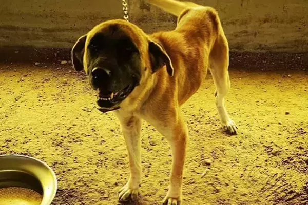 『戻ってきて…』食用として育てられた保護犬→ある家族がお迎えした結果…涙が止まらない『1匹の犬の物語』が115万再生「大号泣」「顔が…」