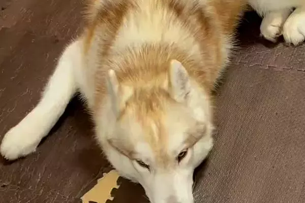 ママが出かけて10分後、大型犬が落ち込みまくり…思った以上の『絶望』と『再会の瞬間』が30万再生「超愛されてる」「マザコンで最高」