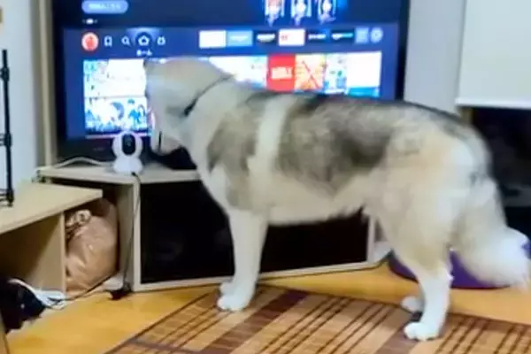 『ママ…？』入院中、家で待つ大型犬に『ペットカメラから話しかけた』結果…想像以上に『愛おしい反応』に反響「賢い子」「首傾げてるの可愛い」