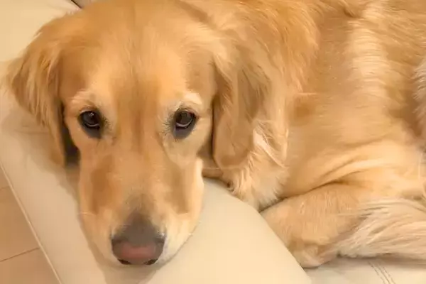 8日間入院していたママ→待ちわびていた大型犬が…あまりにも愛おしい『感動の再会の光景』に反響「愛がいっぱい」「幸せな時間堪能してね」