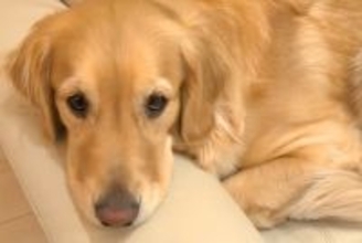 8日間入院していたママ→待ちわびていた大型犬が…あまりにも愛おしい『感動の再会の光景』に反響「愛がいっぱい」「幸せな時間堪能してね」