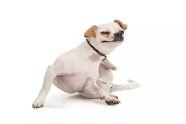 犬が『体をくねくねさせる』理由3つ　シチュエーション別で分かる心理とは？