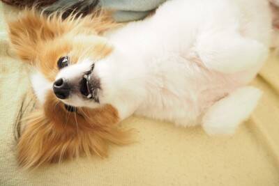 犬が『体をくねくねさせる』理由3つ　シチュエーション別で分かる心理とは？