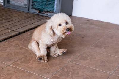 犬が『体をくねくねさせる』理由3つ　シチュエーション別で分かる心理とは？