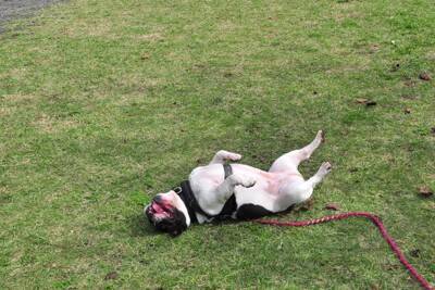 犬が『体をくねくねさせる』理由3つ　シチュエーション別で分かる心理とは？