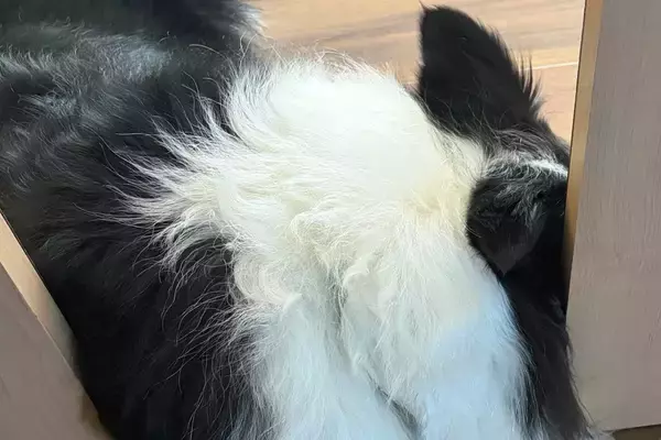 『この部屋には入ってはいけないよ』犬と約束した結果→まさかの『ずるがしこい光景』に2万いいね「ギリセーフｗｗ」「約束ほぼ守ってるの草」