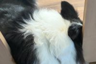 『この部屋には入ってはいけないよ』犬と約束した結果→まさかの『ずるがしこい光景』に2万いいね「ギリセーフｗｗ」「約束ほぼ守ってるの草」