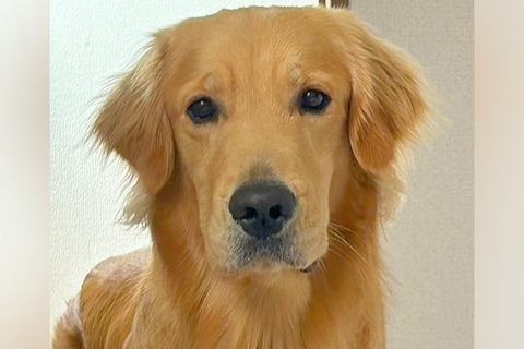体調不良で寝ていたら『大丈夫？』と心配してくれた大型犬→『寄り添ってくれて優しいな』と思ったら…切ない展開に反響「反応早ｗ」「オチがｗ」