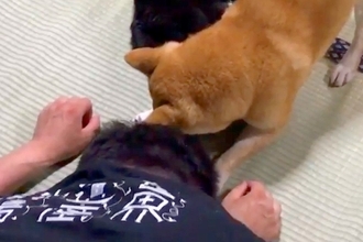 猫にイタズラしようとした結果→『寝ていたはずの犬』がピンチを察して…『まさかの光景』が117万再生「頑張って守ってる」「なんて頼もしい」
