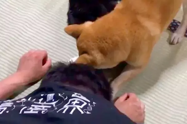 猫にイタズラしようとした結果→『寝ていたはずの犬』がピンチを察して…『まさかの光景』が117万再生「頑張って守ってる」「なんて頼もしい」