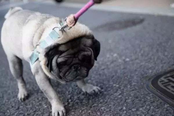 犬が『余計なお世話だな』と感じる行動5つ　飼い主が良かれと思ってやりがちなタブー行為とは？