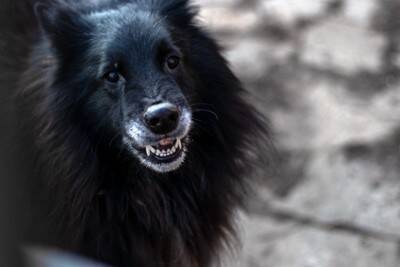 犬が『余計なお世話だな』と感じる行動5つ　飼い主が良かれと思ってやりがちなタブー行為とは？