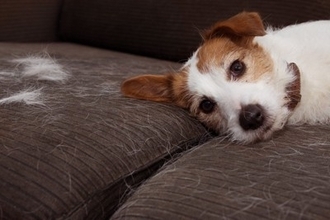 犬が『換毛期』を迎えたときに必ずすべき3つのケア　やってはいけないお手入れまで解説