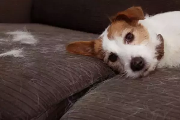犬が『換毛期』を迎えたときに必ずすべき3つのケア　やってはいけないお手入れまで解説