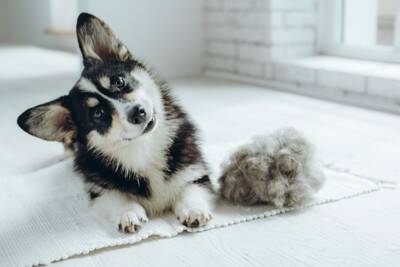 犬が『換毛期』を迎えたときに必ずすべき3つのケア　やってはいけないお手入れまで解説