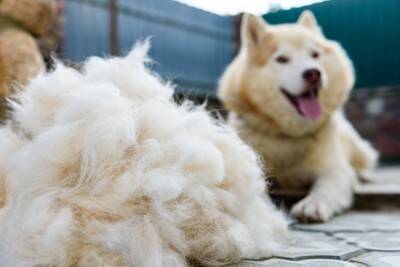 犬が『換毛期』を迎えたときに必ずすべき3つのケア　やってはいけないお手入れまで解説