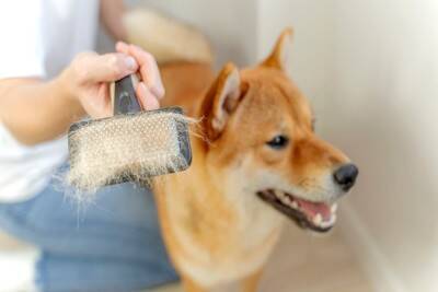 犬が『換毛期』を迎えたときに必ずすべき3つのケア　やってはいけないお手入れまで解説