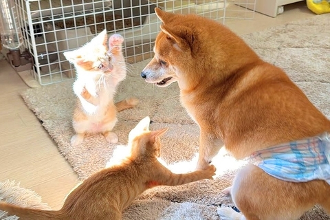 子猫と犬が『日が当たる場所』を奪い合った結果→ずっと見ていたい『小さな戦い』が27万再生「カオスで草」「兄弟げんかみたいｗｗ」