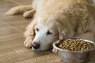 犬がご飯を食べてくれない主な原因5つ　主な原因や病院に連れていくべき症状とは？
