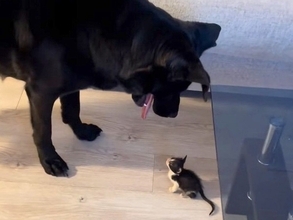 コンビニで保護された赤ちゃん猫→大型犬が初めて顔を合わせたら…愛おしすぎる『優しい世界』が39万再生「もう愛情湧いてる」「ずっと見たい」