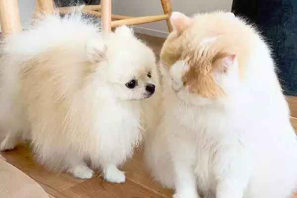 『体調を崩した猫』が毛づくろいをしていたら、心配した犬がそばにきて…愛にあふれた『まさかの行動』に感動「健気すぎて泣ける」「素晴らしい」