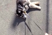 ハスキー犬が『散歩拒否』で動かなくなった結果→呆れた弟犬が…『まさかの光景と結末』に称賛の声「ナイスアシスト」「一生懸命で可愛い」