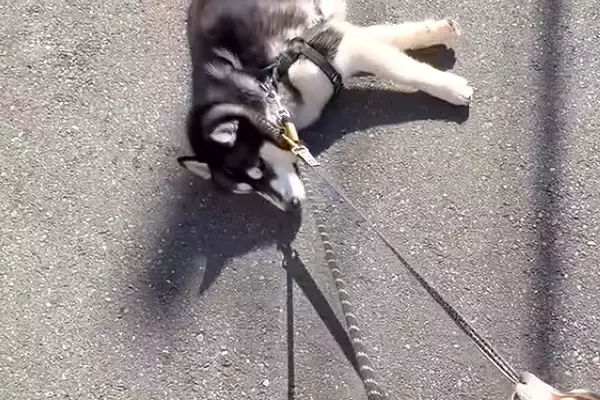 ハスキー犬が『散歩拒否』で動かなくなった結果→呆れた弟犬が…『まさかの光景と結末』に称賛の声「ナイスアシスト」「一生懸命で可愛い」