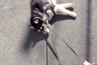 ハスキー犬が『散歩拒否』で動かなくなった結果→呆れた弟犬が…『まさかの光景と結末』に称賛の声「ナイスアシスト」「一生懸命で可愛い」