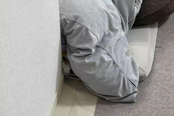 犬にバレないように『こっそり夫婦で出かけた』結果→帰宅後…あからさまな『態度の違い』に4万いいね集まる「人間過ぎるｗ」「可愛い」と絶賛