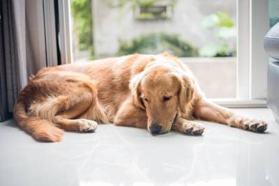 犬が『あくび』をする理由4つ　眠いだけじゃない？注意すべき状態まで