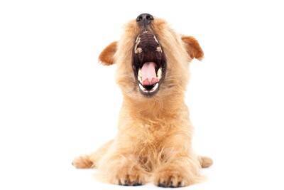 犬が『あくび』をする理由4つ　眠いだけじゃない？注意すべき状態まで