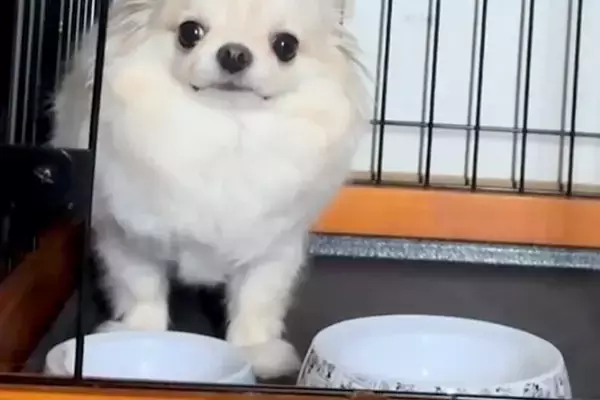 いつも19時頃にご飯を食べる犬→『ごはんまだだよ』と伝えた結果、たった1分後…まさかの光景が9万再生「フガフガｗｗ」「可愛すぎて苦しい」