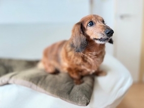 犬の『認知症』初期症状5選　進行を遅らせる方法はあるの？見逃してはいけない変化とは