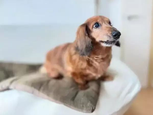 犬の『認知症』初期症状5選　進行を遅らせる方法はあるの？見逃してはいけない変化とは