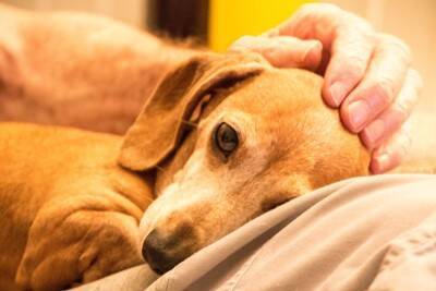 犬の『認知症』初期症状5選　進行を遅らせる方法はあるの？見逃してはいけない変化とは