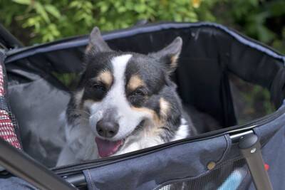 犬の『認知症』初期症状5選　進行を遅らせる方法はあるの？見逃してはいけない変化とは