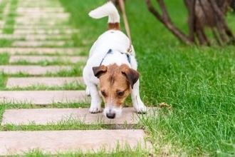 犬が散歩中によくする行動4つ　ワンコがやりがちなあるある行為や注意点まで解説
