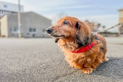 犬が散歩中によくする行動4つ　ワンコがやりがちなあるある行為や注意点まで解説